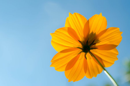 A yellow cosmos flower on blue backgroundの写真素材