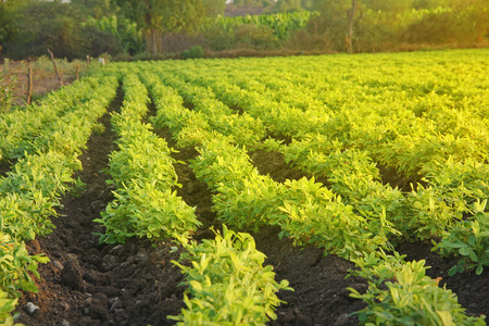 Ground Nuts Farm , Jalgaon ,Maharashtra , Indiaの写真素材