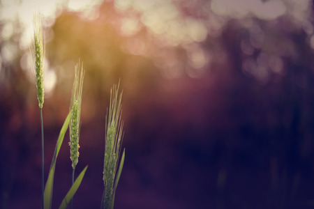 green wheat field , indiaの写真素材