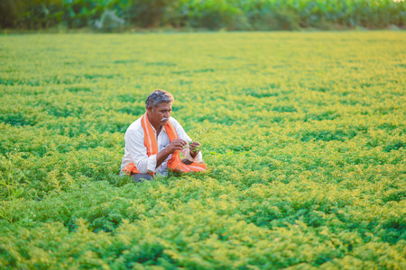 Indian farmer at the chickpea fieldの写真素材
