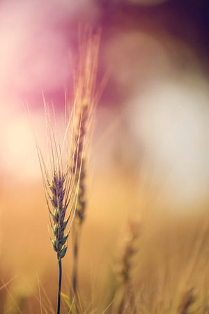 Wheat field. Ears of golden wheat close upの写真素材