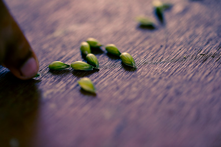 green Wheat spikes on dark wooden boardの写真素材