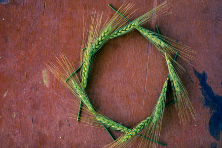 green Wheat spikes on dark wooden boardの写真素材