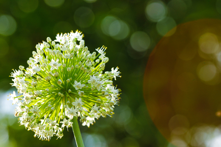 Onion flower field , green Onion fieldの写真素材