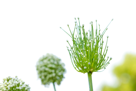 Onion flower field , green Onion fieldの写真素材
