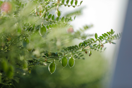 Fresh Green Chickpeas field , Chick peas also known as harbara or harbhara in hindi and Cicer is scientific name,の写真素材