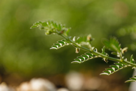 Fresh Green Chickpeas field , Chick peas also known as harbara or harbhara in hindi and Cicer is scientific name,の写真素材