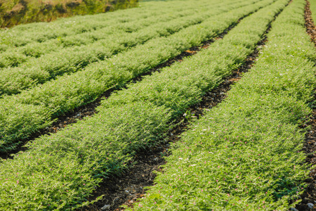 Fresh Green Chickpeas field , Chick peas also known as harbara or harbhara in hindi and Cicer is scientific name,の写真素材