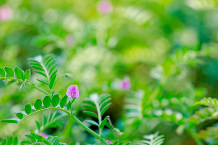 Fresh Green Chickpeas field , Chick peas also known as harbara or harbhara in hindi and Cicer is scientific name,の写真素材