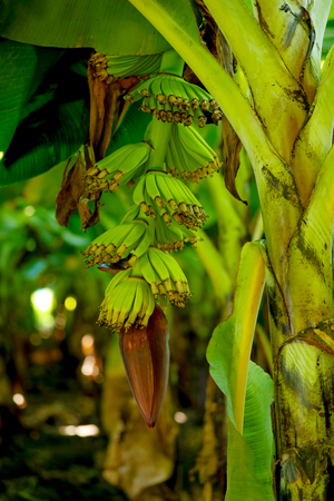 Green Banana Fieldの写真素材