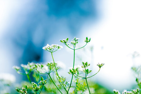 Black Mustard Seeds field
