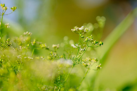 Black Mustard Seeds field