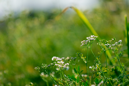 Black Mustard Seeds fieldの写真素材