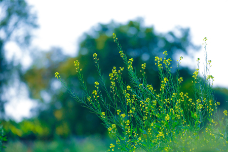 Black Mustard Seeds fieldの写真素材