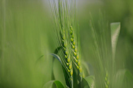 green wheat field , indiaの写真素材
