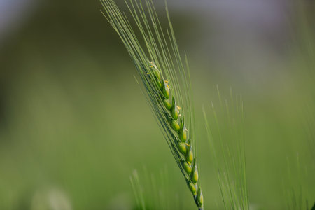 green wheat field , india