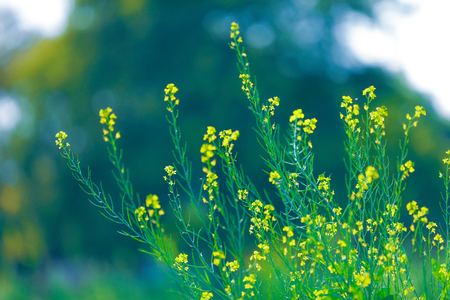 Black Mustard Seeds fieldの写真素材