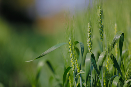 green wheat field , indiaの写真素材