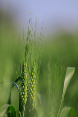 green wheat field, indiaの写真素材
