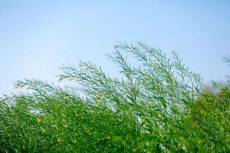 Black Mustard Seeds fieldの写真素材