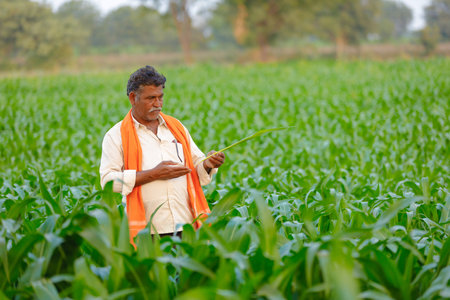 Indian farmer at green corn field