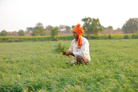 Indian farmer at the chickpea field, farmer showing chickpea plantの写真素材