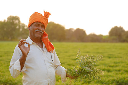 Indian farmer at the chickpea field, farmer showing chickpea plant