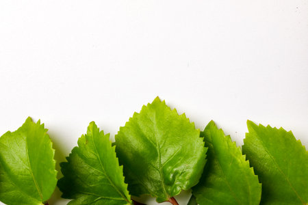 Green leaves on Yellow background with copy space