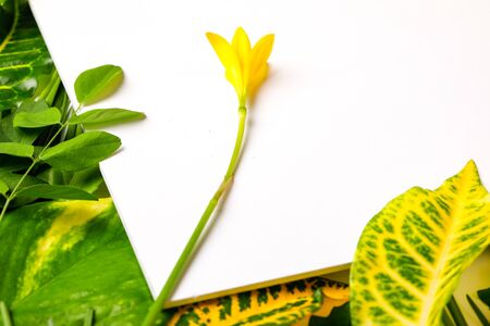 Green leaves on white background with copy spaceの写真素材