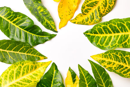 Green leaves on Yellow background with copy space