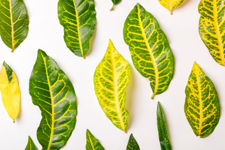 Green leaves on Yellow background with copy space