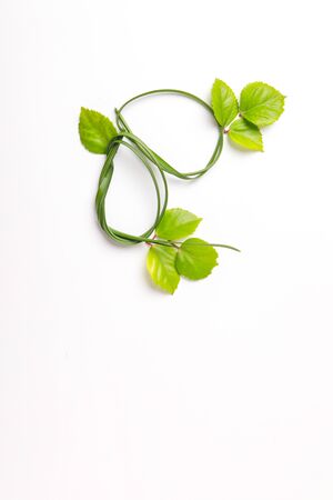 Green leaves on white background with copy spaceの写真素材