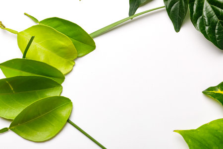 Green leaves on Yellow background with copy space