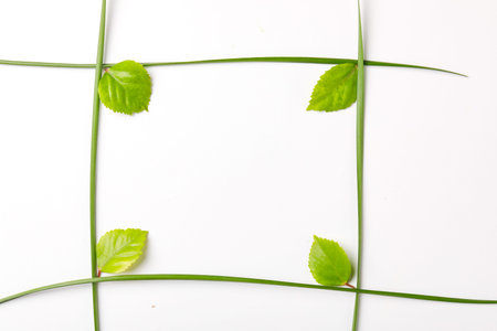 Green leaves on white background with copy space