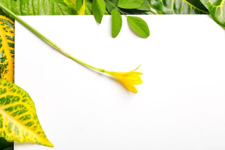 Green leaves on white background with copy spaceの写真素材