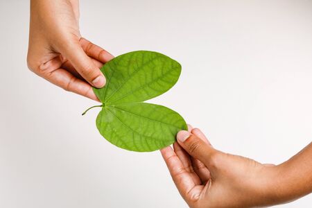 Happy Dussehra greeting card , green leaf in handの写真素材