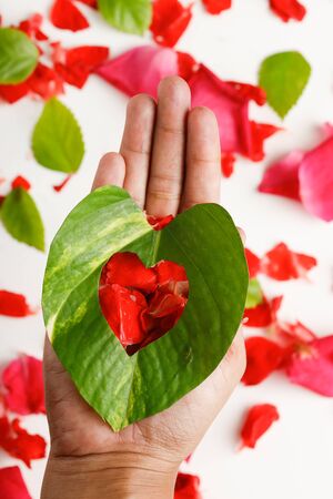 Green and red Leaf in Heart shape over White Backgroundの写真素材