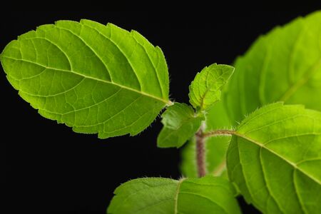 small plant on black background ,save the tree conceptの写真素材