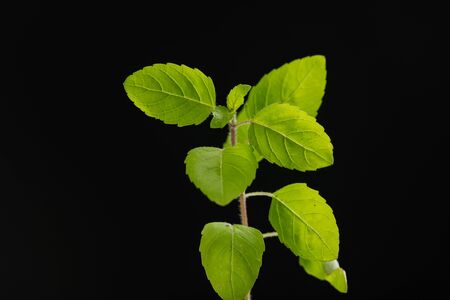 small plant on black background ,save the tree conceptの写真素材