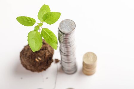 small tree and  Indian coin on white backgroundの写真素材