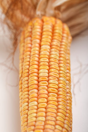 Dried corn seed on white background. Grains of ripe corn.