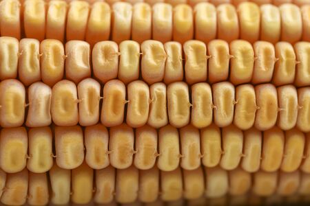 Close up of Dried corn seed , Grains of ripe corn.の写真素材
