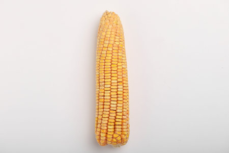 Dried corn seed on white background. Grains of ripe corn.
