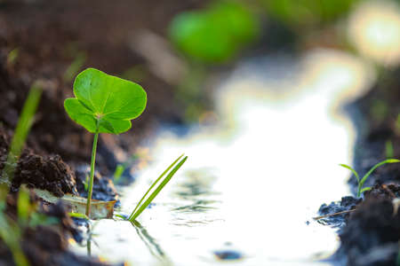 Small cotton plant, Born Concept , Cotton field indiaの写真素材