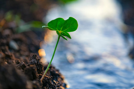 Small cotton plant, Born Concept , Cotton field india