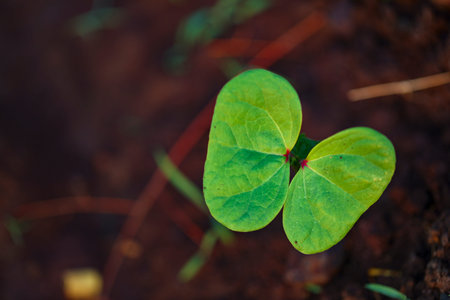 Small cotton plant, Born Concept , Cotton field india