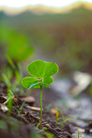 Small cotton plant, Born Concept , Cotton field india