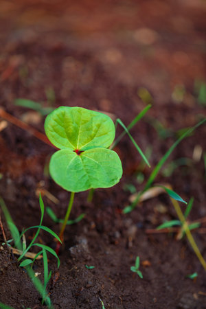 Small cotton plant, Born Concept , Cotton field india