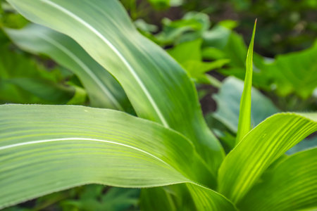Growing Young Green Corn Seedling , Maize seedling in the agricultural field