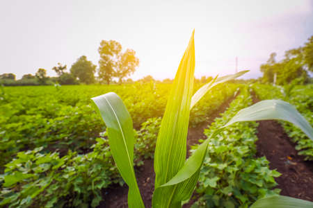 Flowering cotton gardens that have not yet been cottonの写真素材